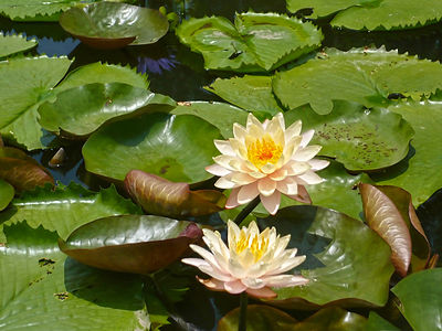 Nymphaea