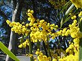Australian Golden Wattle Blossums.jpg