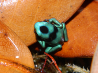 Dendrobates auratus froglet.png