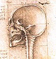 View of a skull.