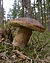 Boletus edulis LC0371.jpg