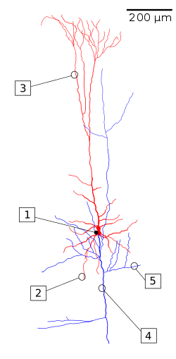 Piramidal cell.svg