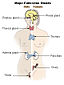 Illu endocrine system.jpg