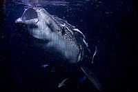 Whale Shark AdF.jpg