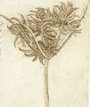 Sedge (ca. 1510).