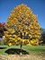 Lasdon Arboretum - Tilia tomentosa - IMG 1525.jpg