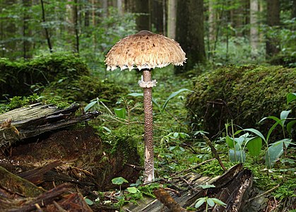 A huge Macrolepiota procera