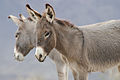 "Wild" Burros.jpg