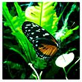 Butterfly (6117215949).jpg