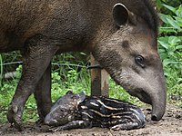 Tapir con cría.JPG