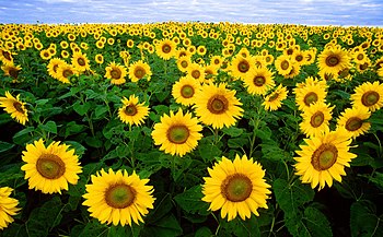 Sunflowers helianthus annuus.jpg