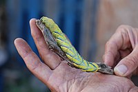 Acherontia atropos larva on human hand.jpg
