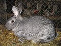Kaninchen