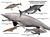 Hosselkus limestone fauna.jpg