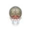 Cerebellum.gif