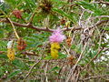 Weberameisen auf Dichrostachys cinerea Bell-flowered Mimosa