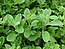 Starr 070906-8859 Origanum majorana.jpg